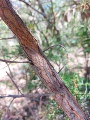 Acacia trinervata