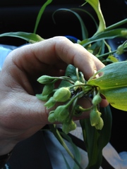 Tradescantia ernestiana