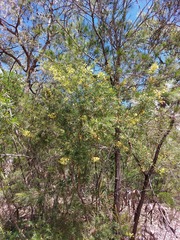 Acacia trinervata