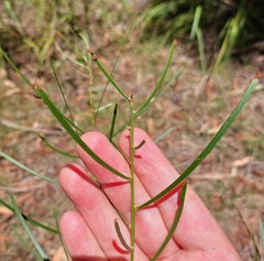 Acacia elongata