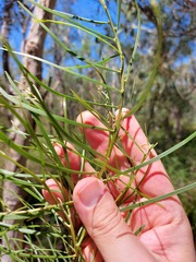 Acacia elongata