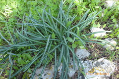 Vagaria parviflora