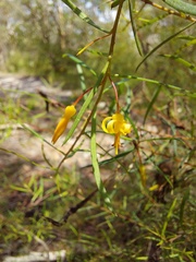 Persoonia nutans