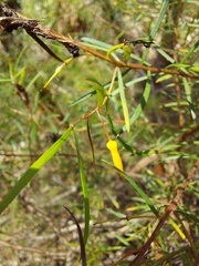 Persoonia nutans