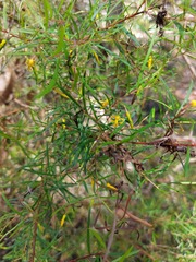 Persoonia nutans