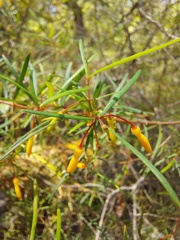 Persoonia nutans