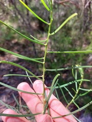 Acacia elongata