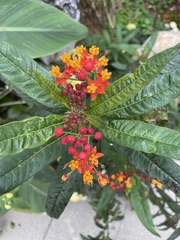 Asclepias curassavica