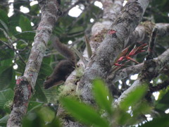 Sciurus pucheranii