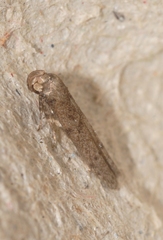 Blastobasis phycidella