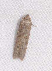 Blastobasis phycidella