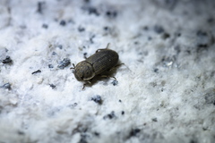 Gonocephalum reticulatum