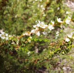 Baeckea diosmifolia