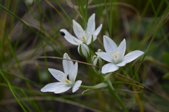 Ornithogalum orthophyllum kochii