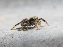 Pseudeuophrys obsoleta