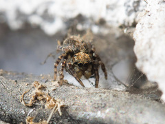 Pseudeuophrys obsoleta