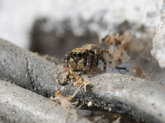 Pseudeuophrys obsoleta