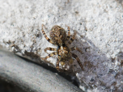 Pseudeuophrys obsoleta
