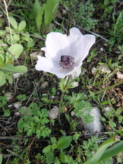 Anemone coronaria
