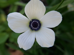 Anemone coronaria