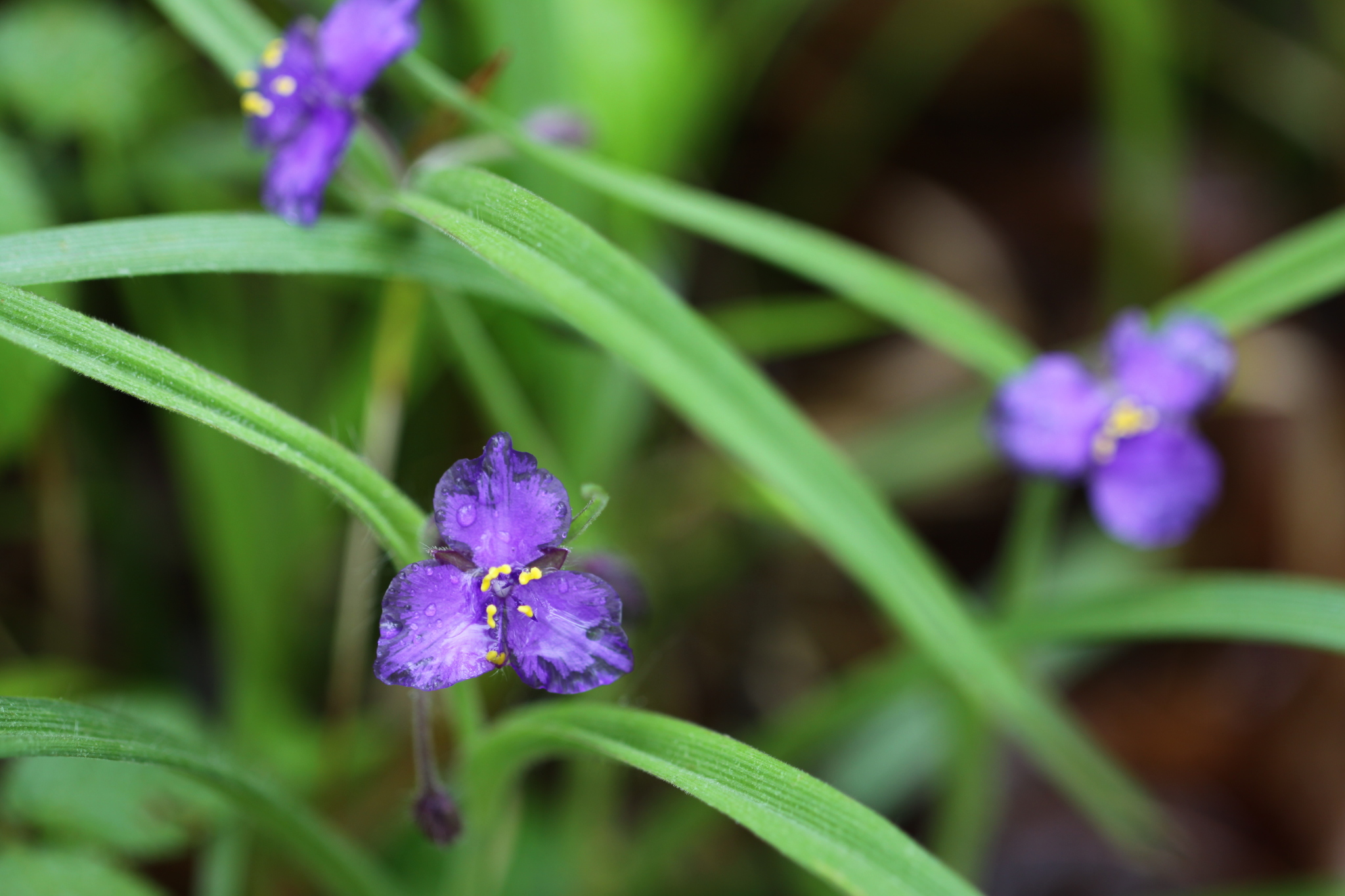 Tradescantia hirsuticaulis