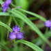 Hairystem Spiderwort - Photo (c) Dwayne Estes, some rights reserved (CC BY-NC), uploaded by Dwayne Estes