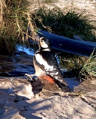 Dendrocopos major hispanus