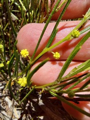 Acacia bynoeana