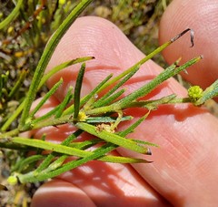 Acacia bynoeana