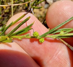 Acacia bynoeana