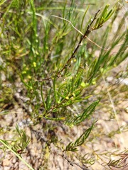 Acacia bynoeana