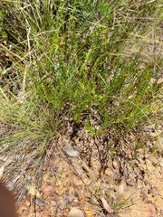Acacia bynoeana