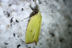 Earias pudicana