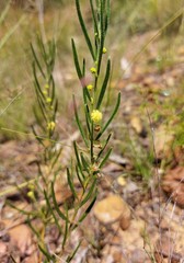 Acacia bynoeana