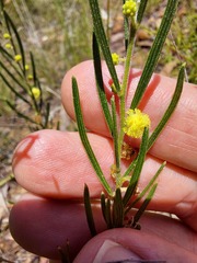 Acacia bynoeana