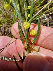 Acacia bynoeana