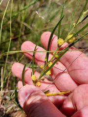 Acacia bynoeana