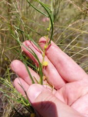 Acacia bynoeana