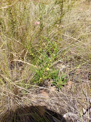 Acacia bynoeana