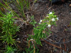 Aspidoglossum heterophyllum