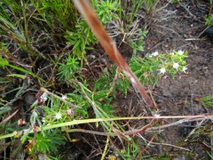 Aspidoglossum heterophyllum