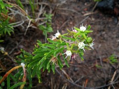 Aspidoglossum heterophyllum
