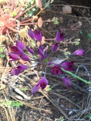 Allium peninsulare