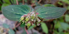 Euphorbia berteroana