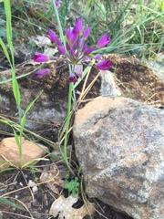 Allium peninsulare