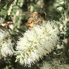 Melaleuca lanceolata