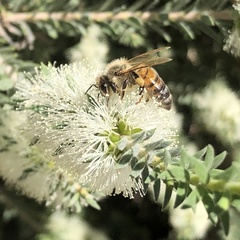 Melaleuca lanceolata