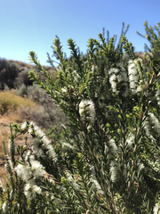Melaleuca lanceolata
