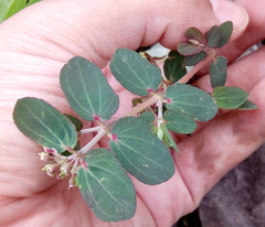 Euphorbia berteroana