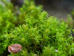 Vinealobryum